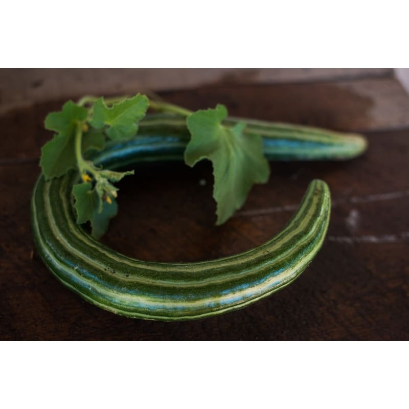 Painted Serpent Cucumber (72 Days)