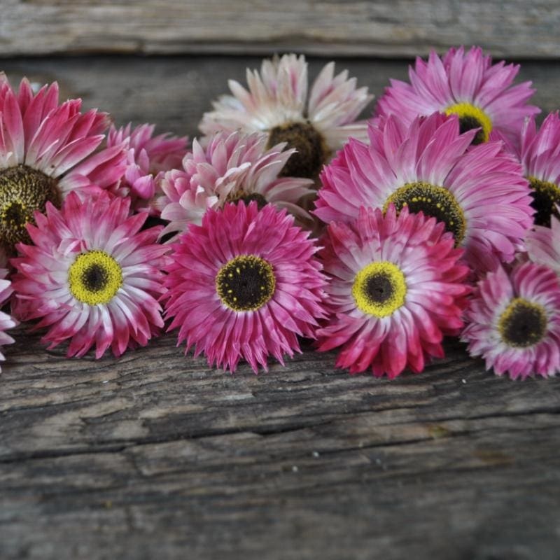 Paper Daisy