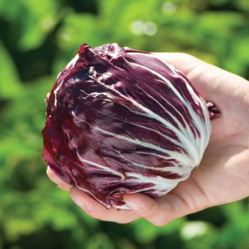 Perseo Radicchio (55 Days)