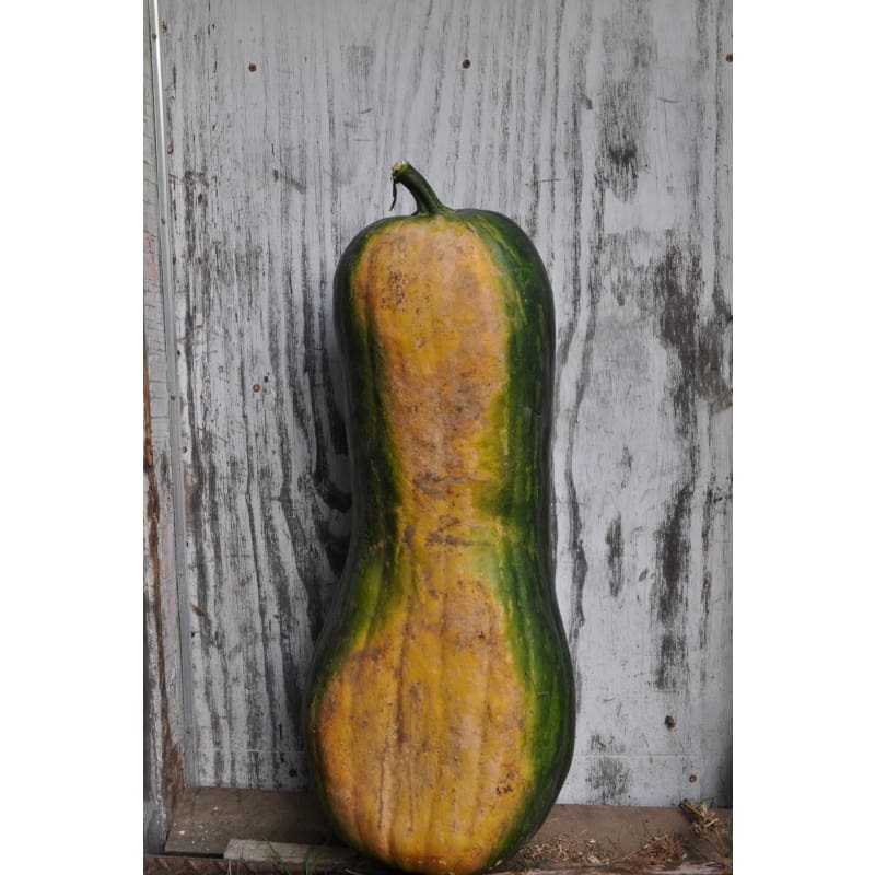 Piena Di Napoli Winter Squash (125 Days)