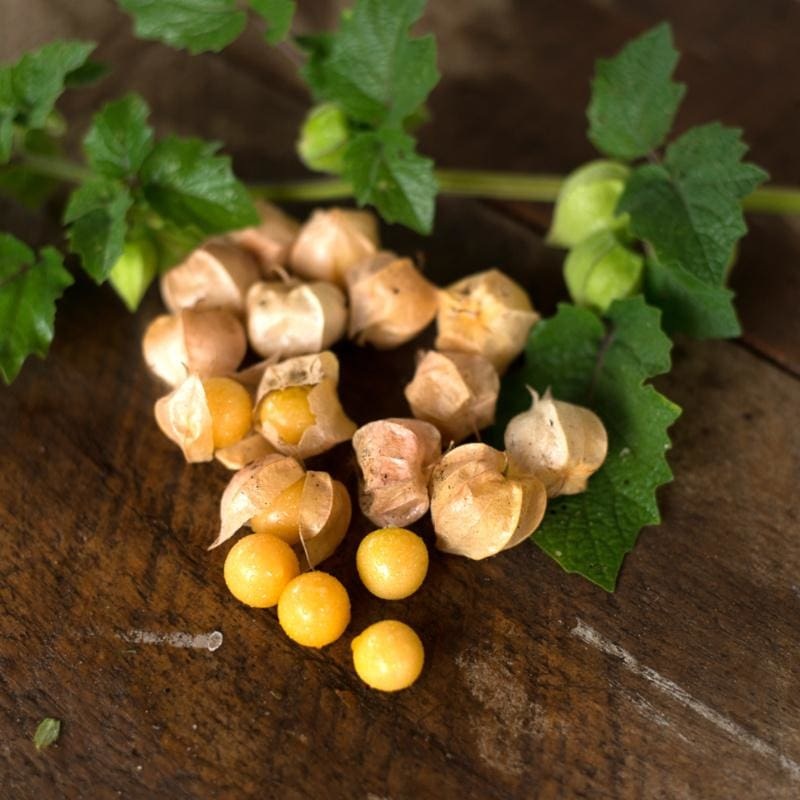 Pineapple Ground Cherry (Heirloom 75 Days)