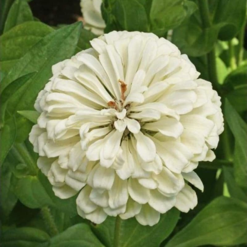 Polar Bear Zinnia