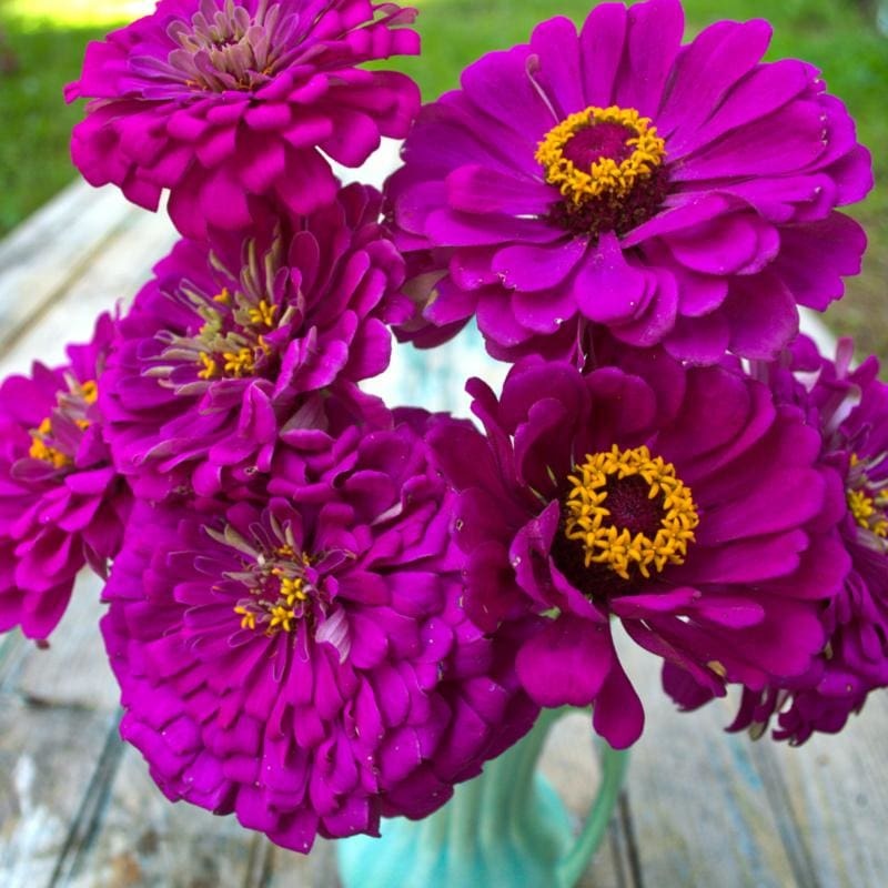 Purple Prince Zinnia