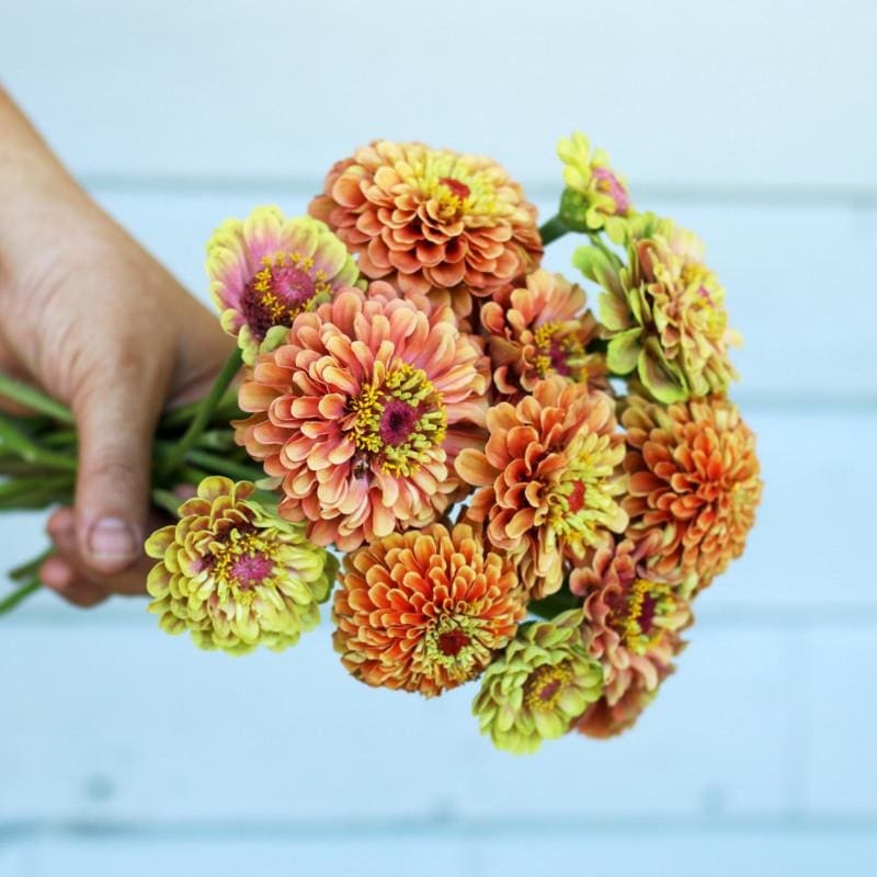 Queeny Lime Orange Zinnia