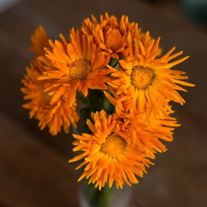 Radio Calendula|Default