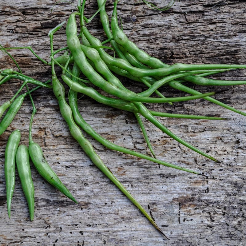 Rattail Radish (50-55 Days)