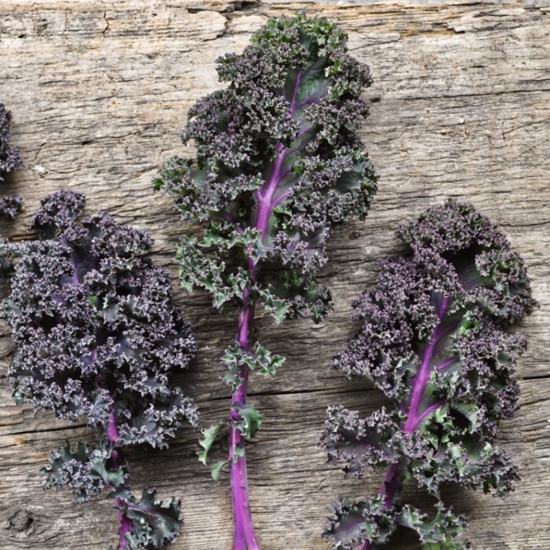 Redbor Kale (F1 Hybrid 55 Days)