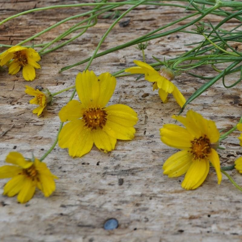 Rocky Mountain Zinnia