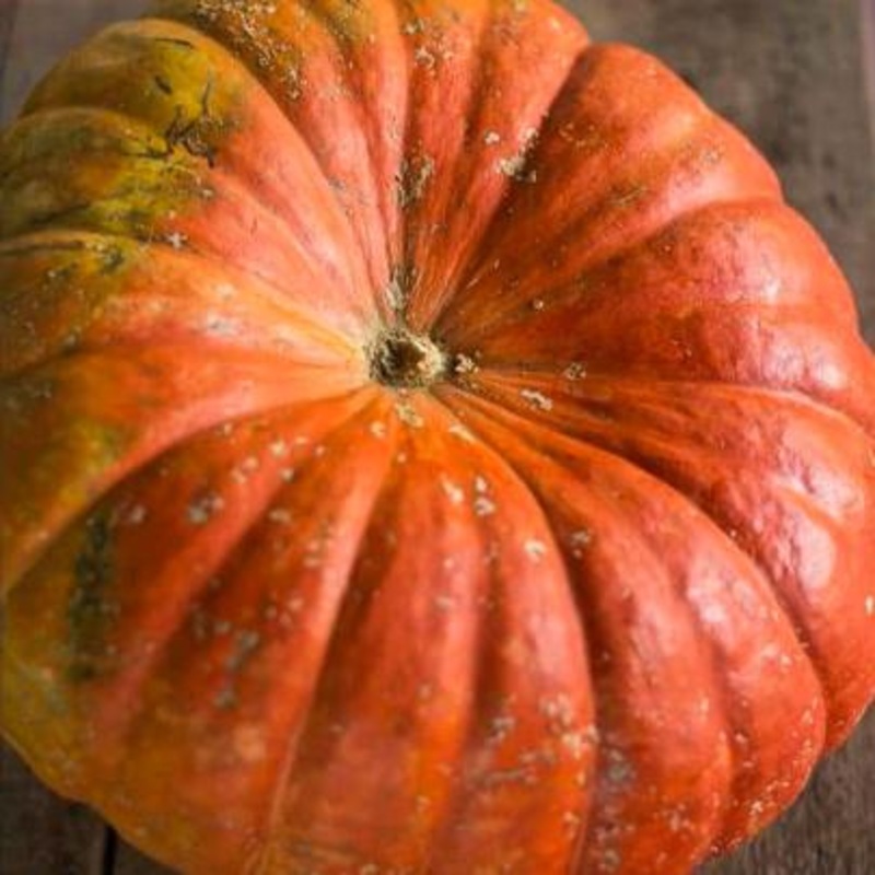 Rouge Vif D’Etampes Pumpkin (Heirloom 105 Days)
