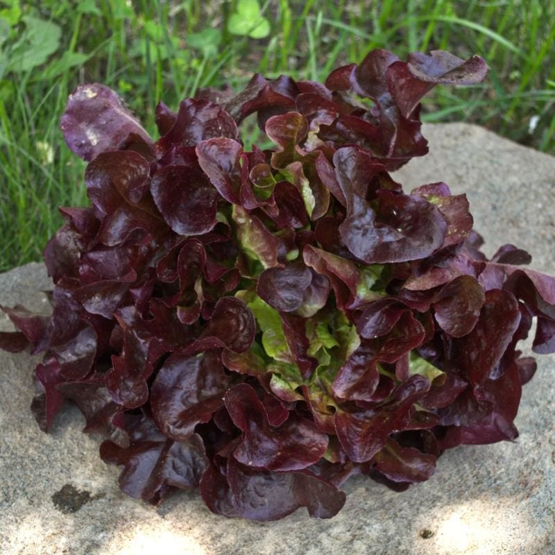 Rouxai Lettuce (47 Days)