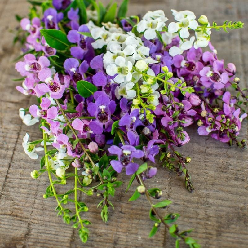 Serena Mix Angelonia