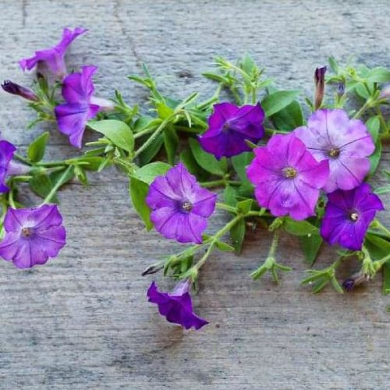 Shock Wave Denim Petunia