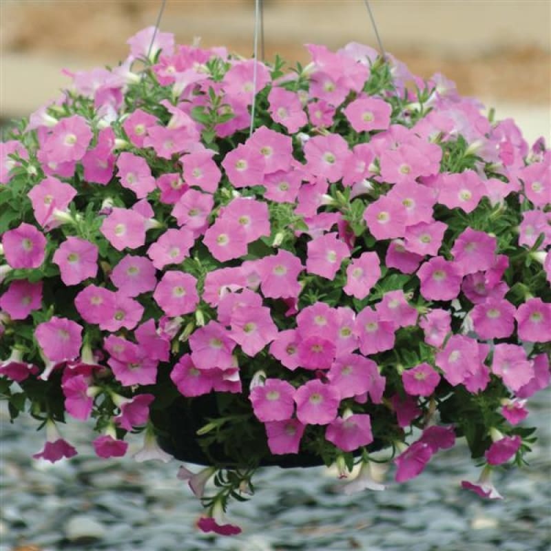 Shock Wave Pink Petunia