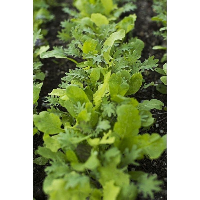 Spicy Asian Greens Mix (1oz)