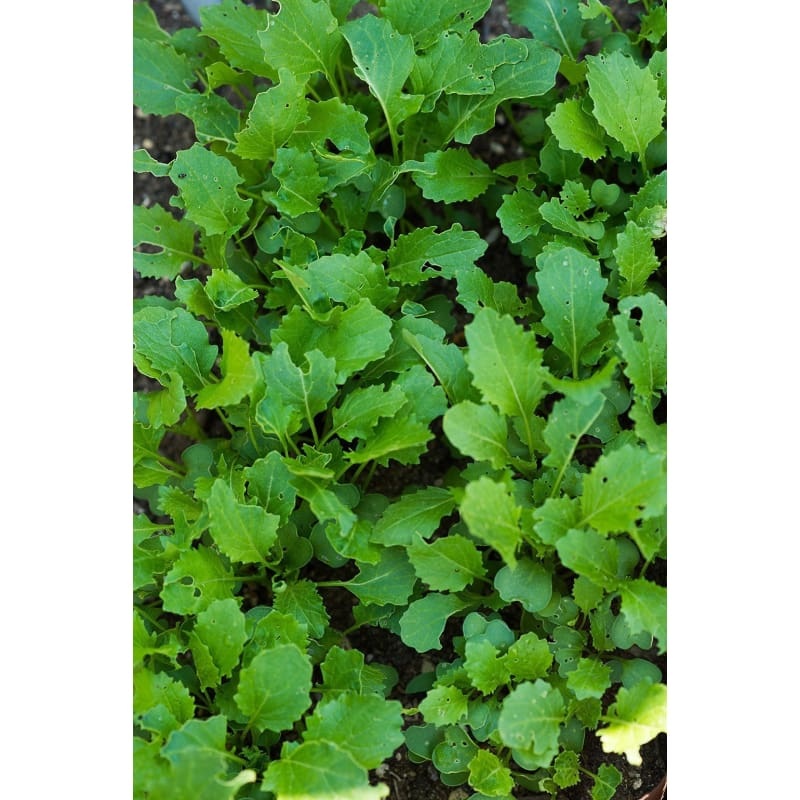 Spigariello Liscia Greens (44 Days)
