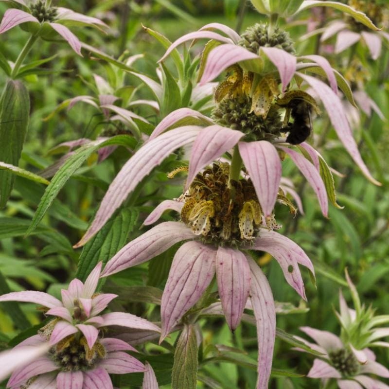 Spotted Bee Balm