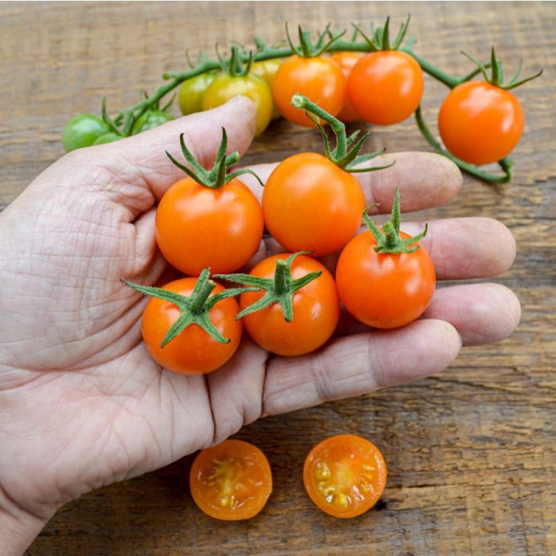Sungold Tomato (F1 Hybrid, 60 Days)