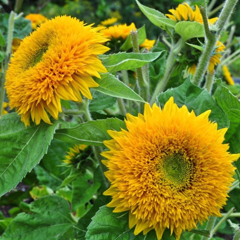 Teddy Bear Sunflower