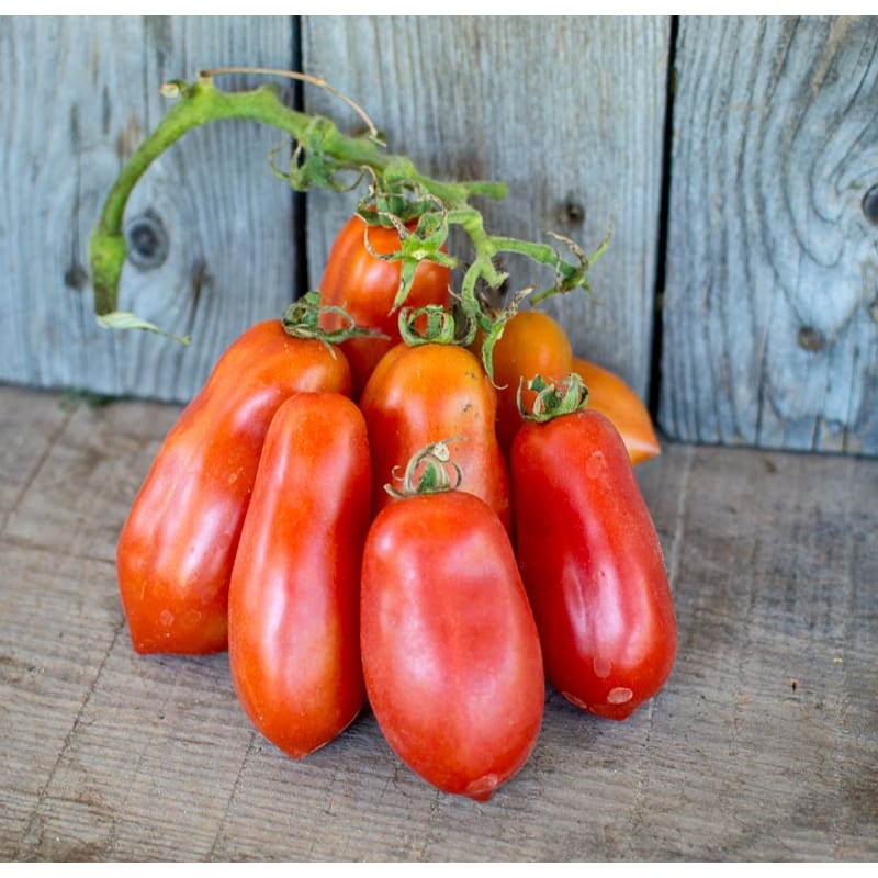 Ten Fingers of Naples Tomato (Heirloom, 75 Days)