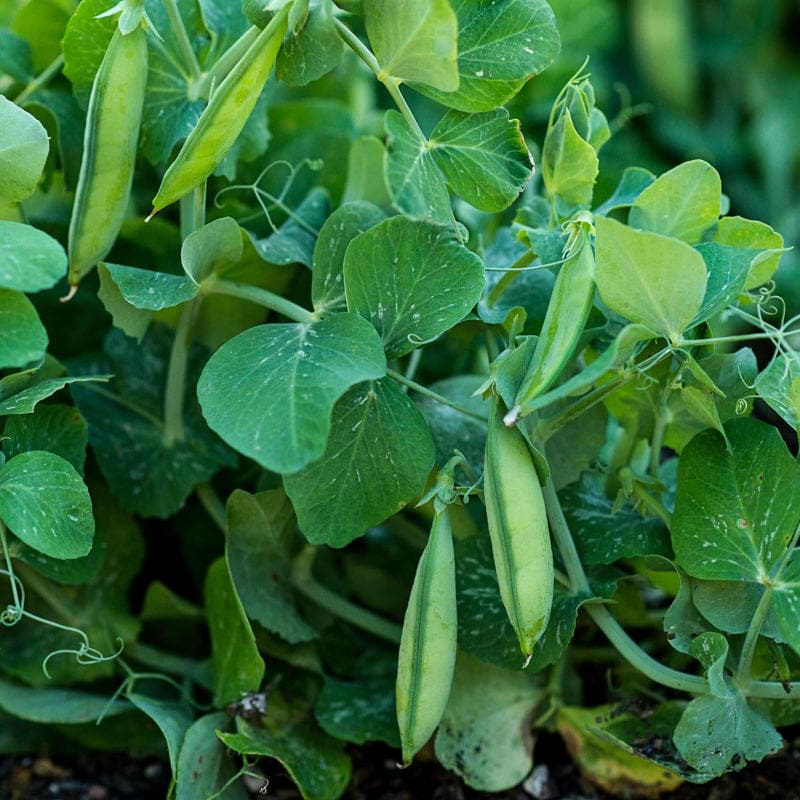 Tom Thumb Pea (Heirloom, 50-55 Days)