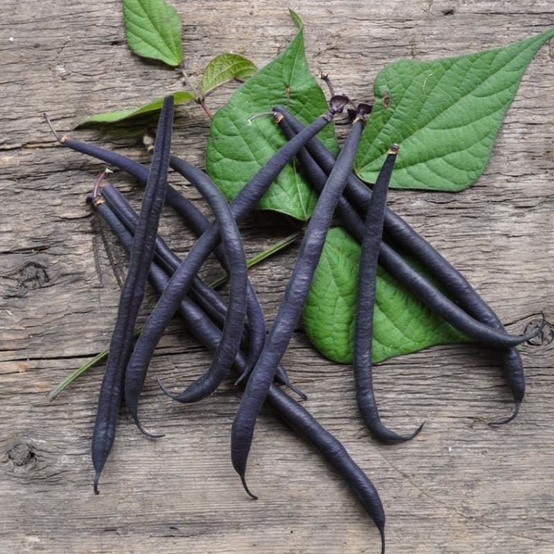Velour Bush Bean (55 Days)