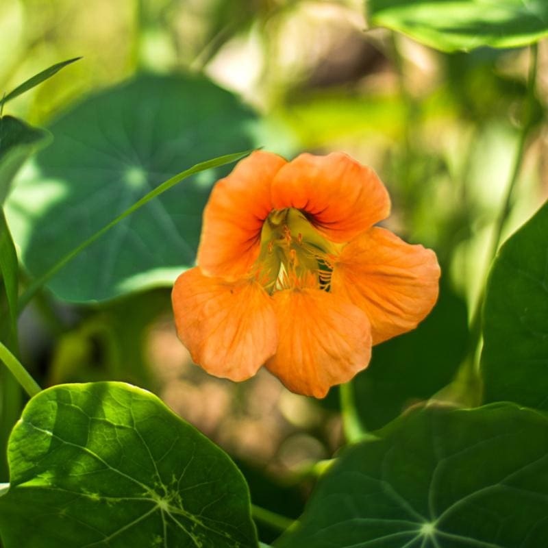 Vesuvius Nasturtium|Default