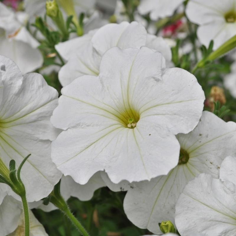 White Easy Wave Petunia