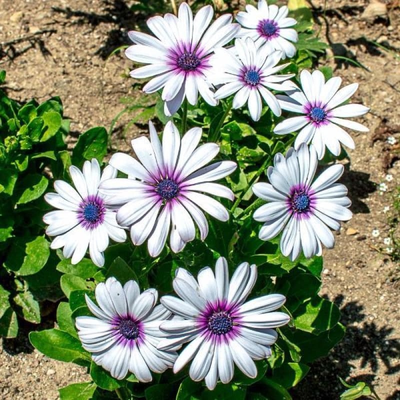 White with Purple Eye African Daisy