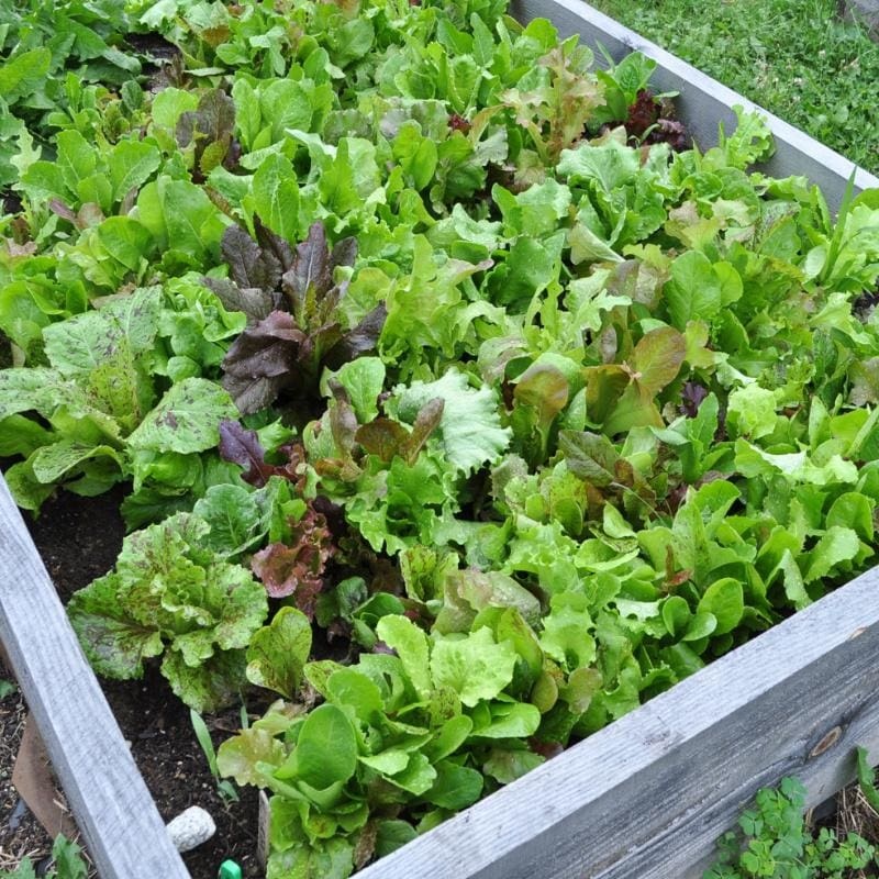 Wild Garden Lettuce Mix (Organic 40-60 Days)
