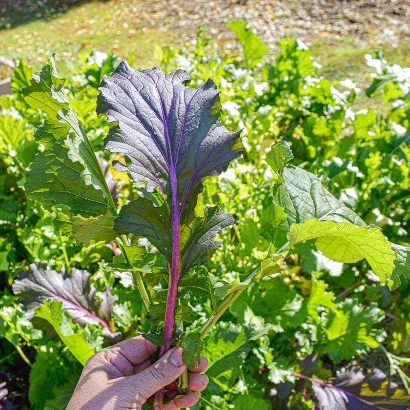 Wild Garden Mild Mustard Mix (45 Days)