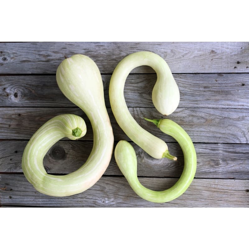 Zucchetta Tromboncino Summer Squash (Heirloom, 60 Days)