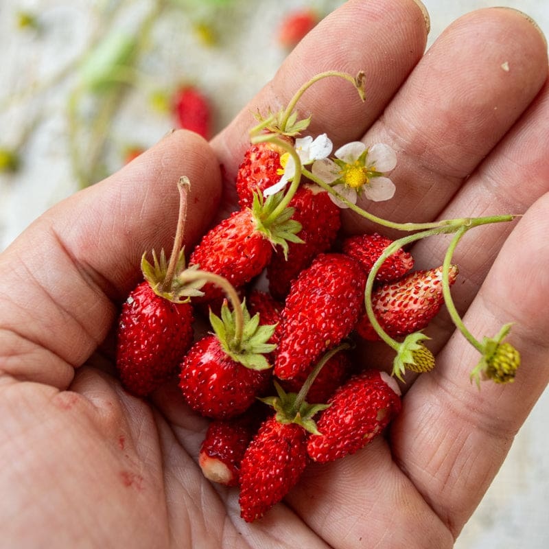 Alexandria Alpine Strawberry (100-120 Days)