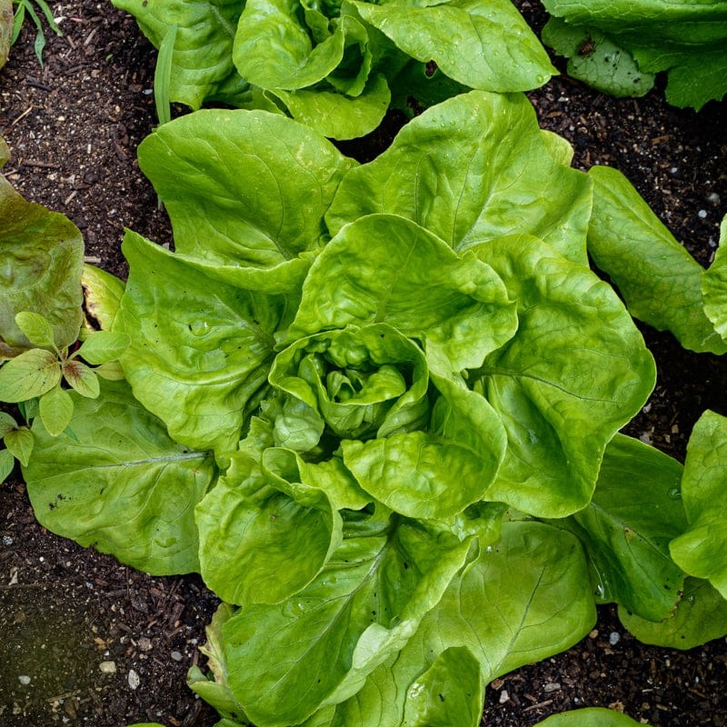 All Year Round Lettuce (53 Days)