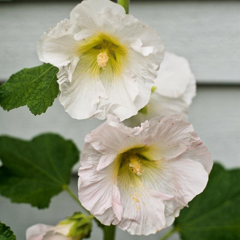Antwerp Hollyhock
