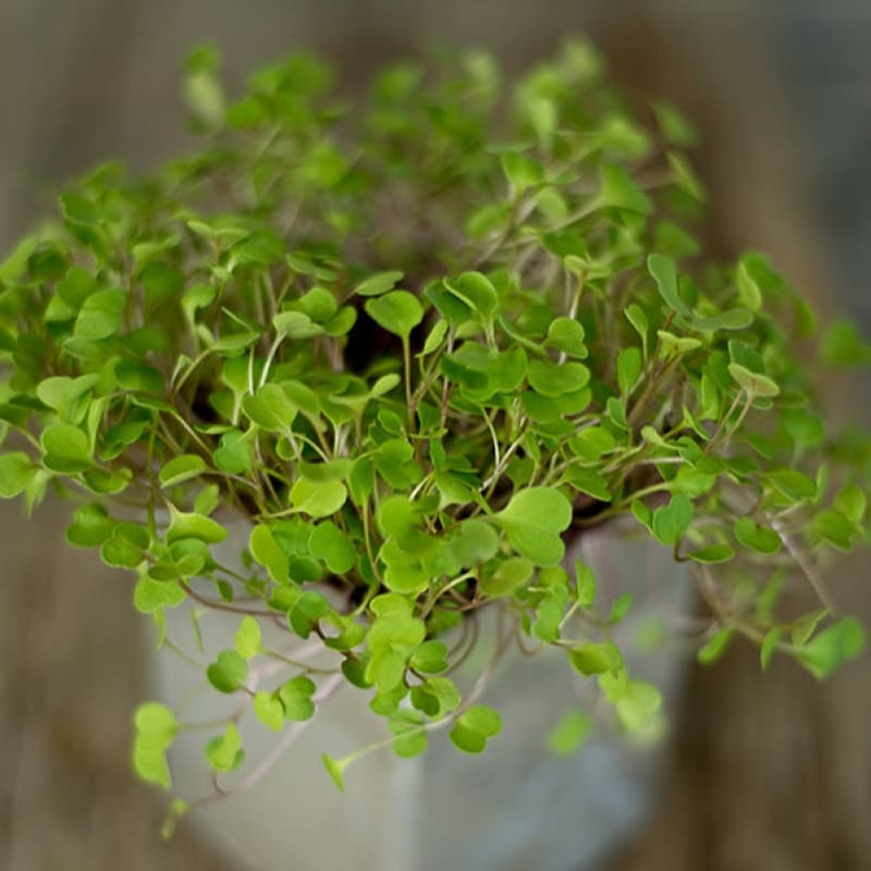 Arugula Microgreens (1oz)|Default