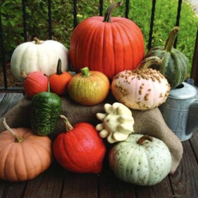 Autumn Harvest Display Pumpkin Mix (60-120 Days)