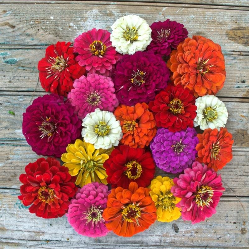 Benary’s Giant Mix Zinnia