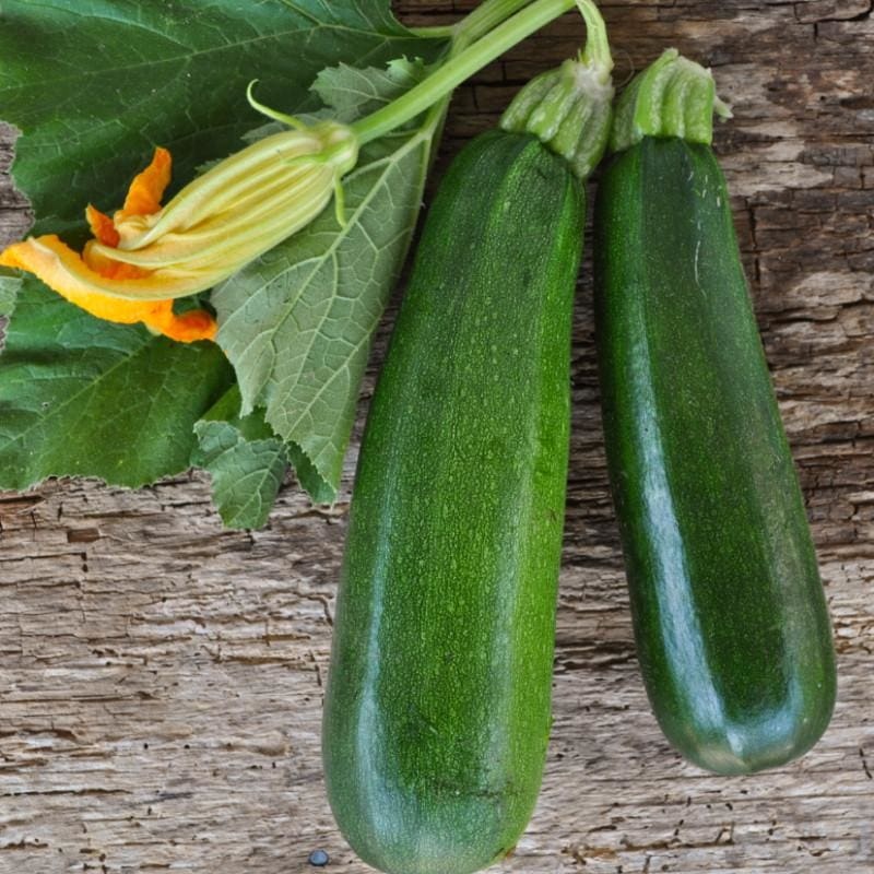 Black Beauty Zucchini (Heirloom 55 Days)