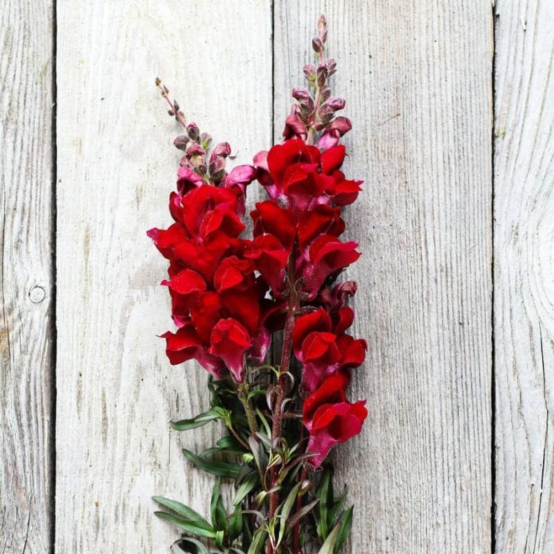 Black Prince Snapdragon|Default