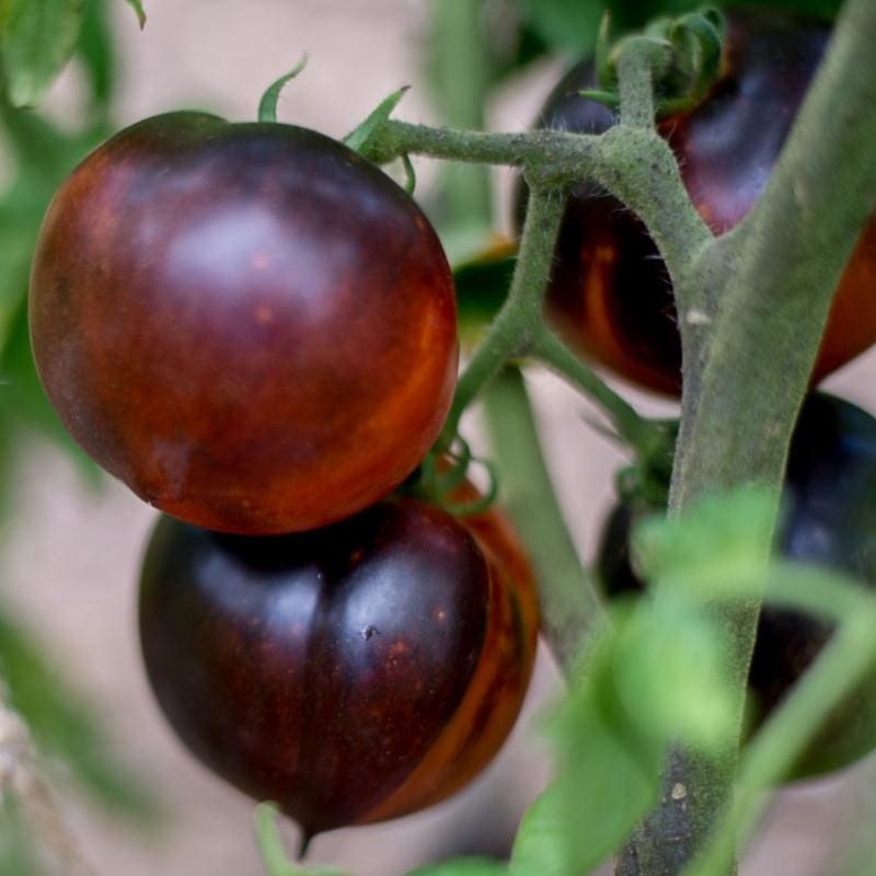 Blue Beauty Tomato (Organic 80 Days)