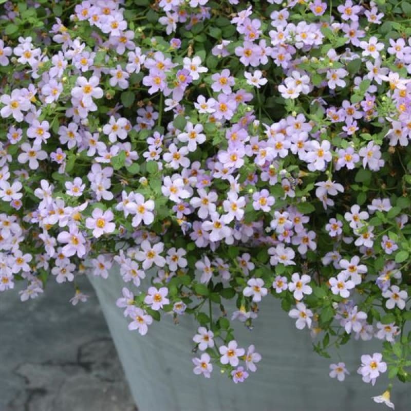 Blutopia Bacopa|Default