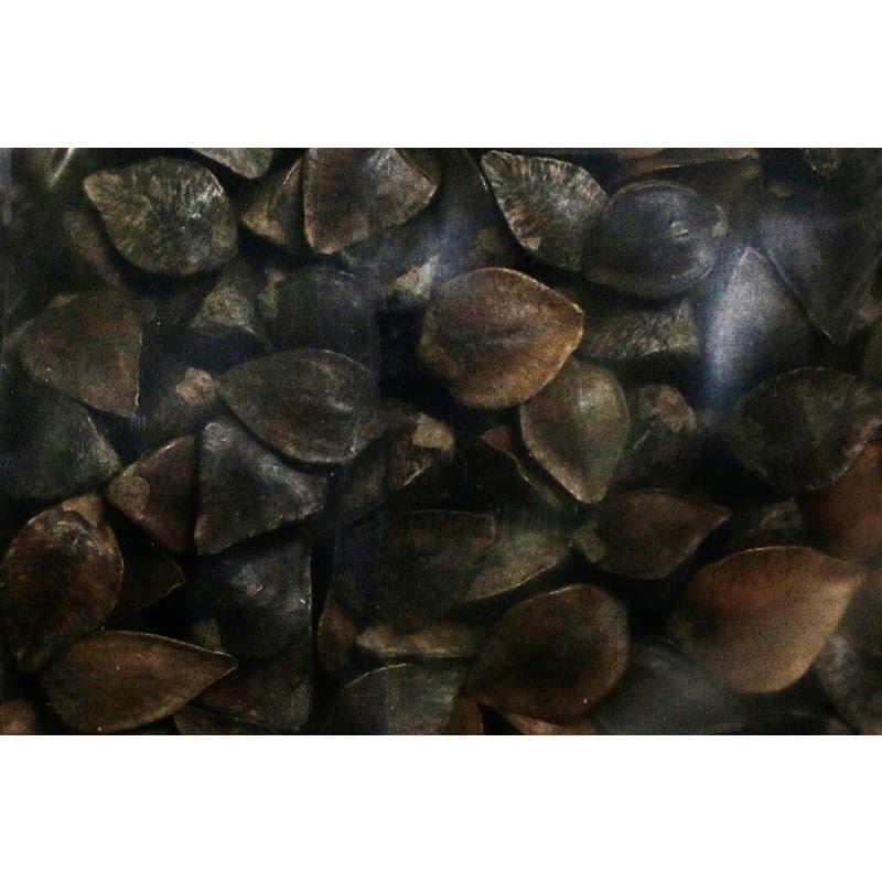 Buckwheat Cover Crop|1  lbs|5 lbs