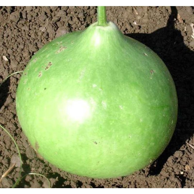 Bushel Gourd (120 Days)