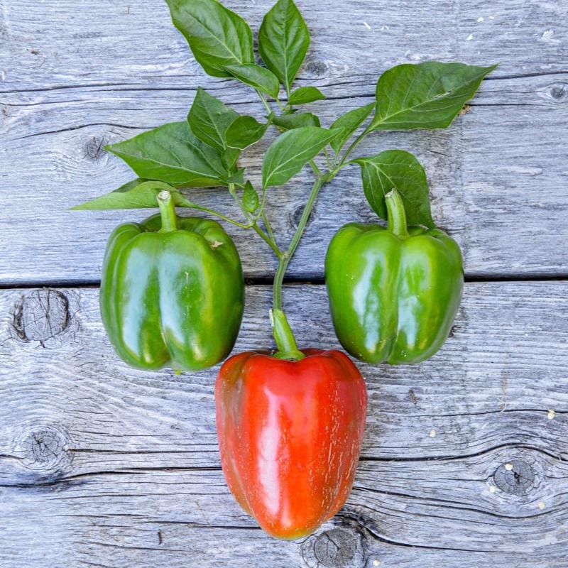 California Wonder Pepper (75 Days)