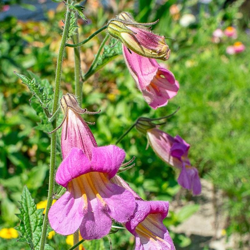 Chinese Foxglove|Default