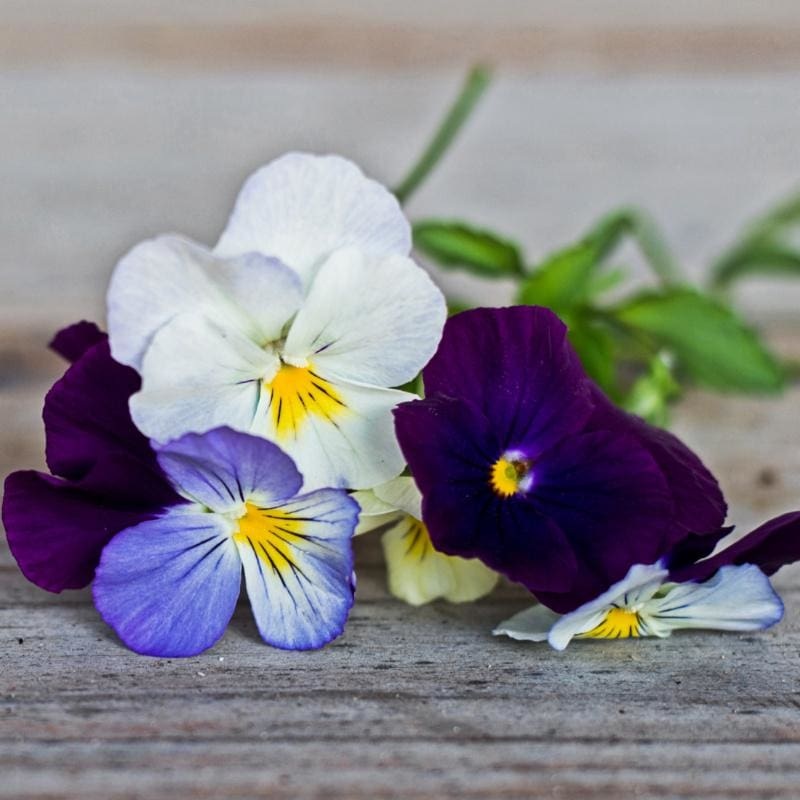 Cool Wave Berries n’ Cream Mix Pansy
