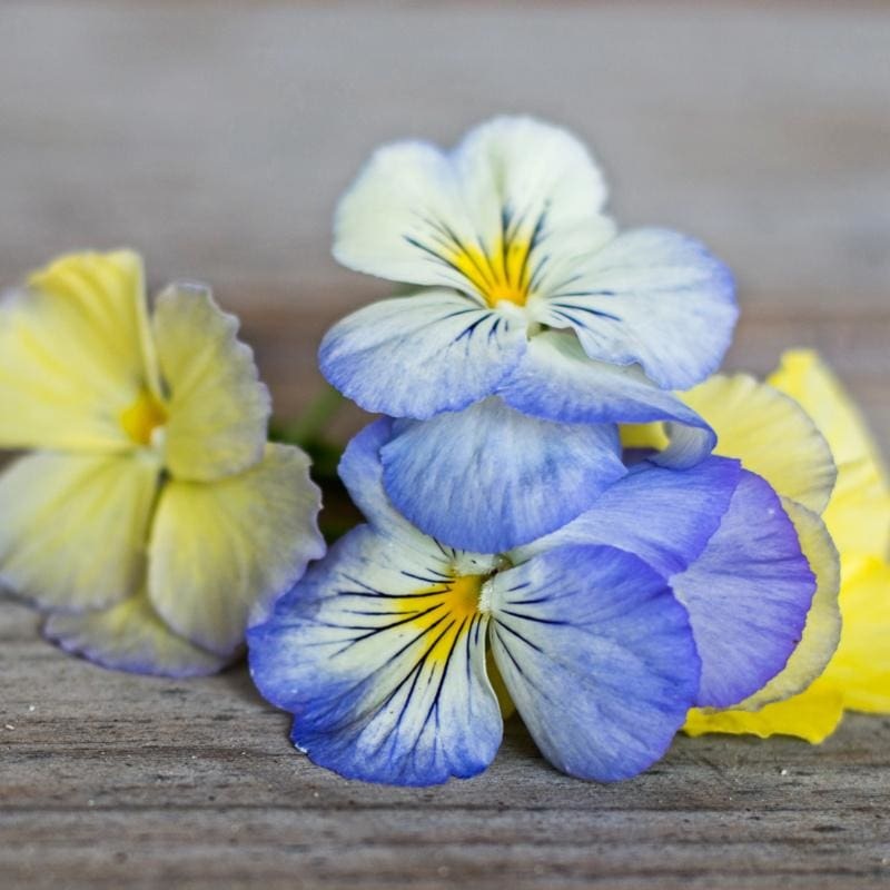 Cool Wave Series Pastel Mix Pansy