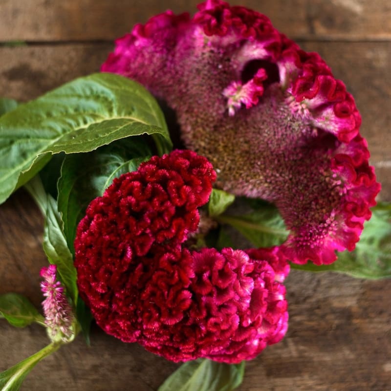 Coral Garden Celosia