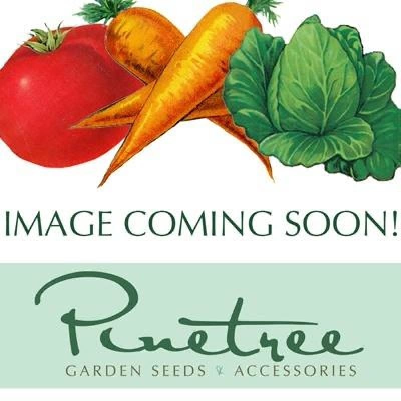 Country Gentleman Corn (Heirloom 90 Days)
