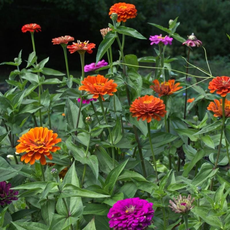 Dahlia Flower Mix Zinnia